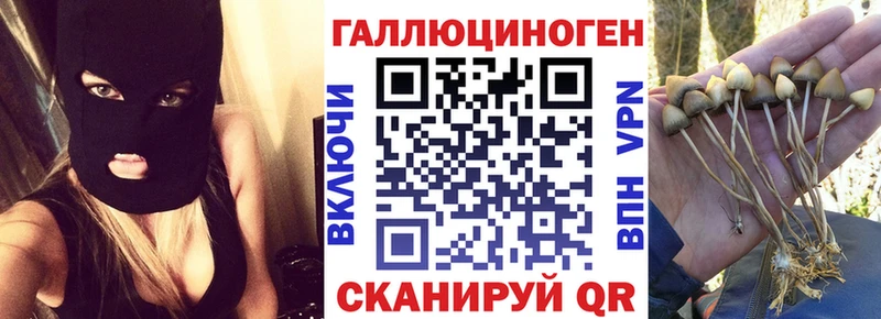 Купить где  Чёрмоз  Псилоцибиновые грибы GOLDEN TEACHER 